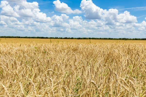 Golden wheat field under blue sky Top Factors to Consider When Buying Agricultural Land