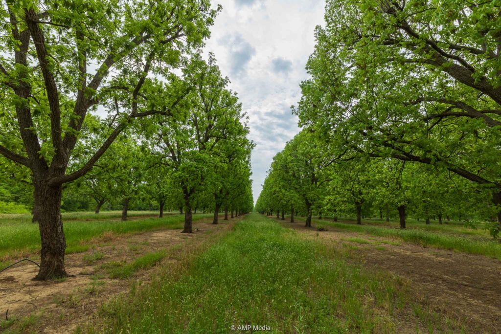 Lush green tree-lined pathway on Texas pecan orchards