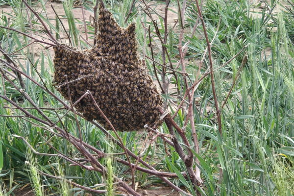 Bee swarm on branch