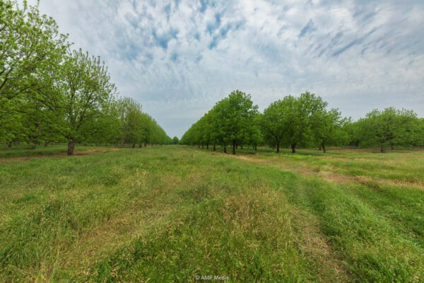 Texas Pecan Orchard