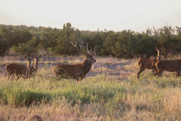 How to Take Better Game Photos