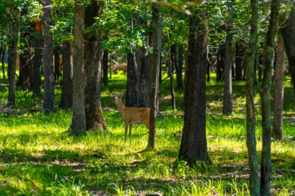 Planting Food Plots for Hunting