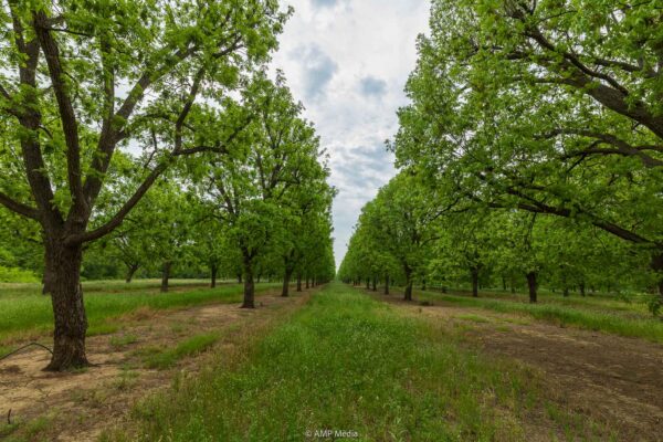 Texas Pecan Prices in 2026