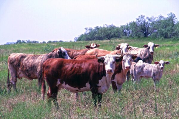 Hear about the ins and outs of ranch living