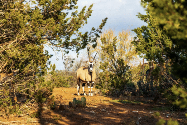 Hunting ranches in Texas