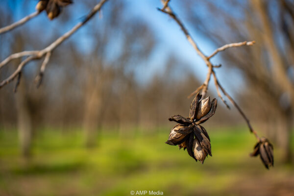 Pecan Grove pre bloom 15