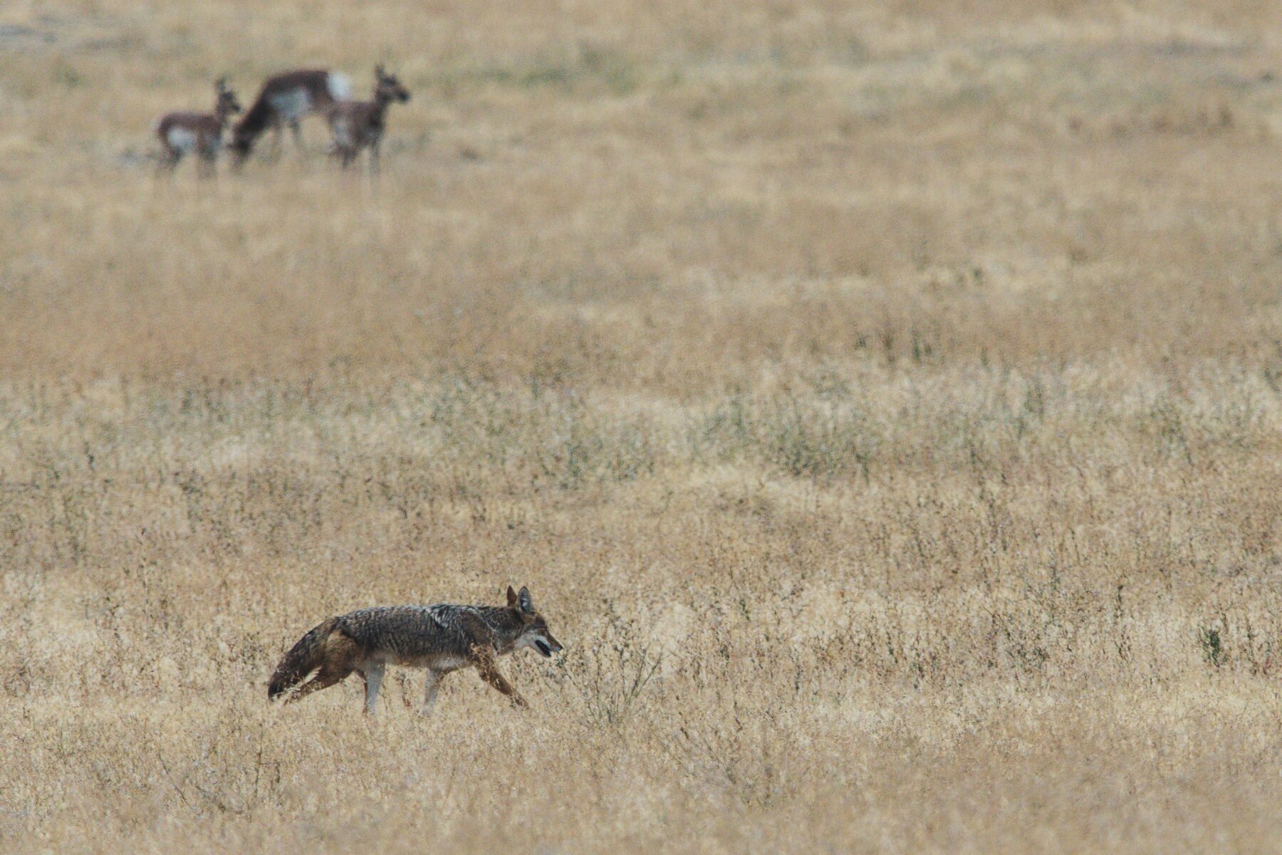 Texas Varmints Varmint Hunting Tips for West Texas Landowners - Buy & Sell West Texas ...
